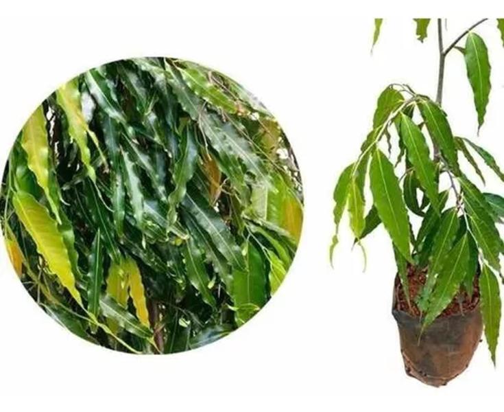 Kit 10 mudas choupalas - 15 cm - Ornament mudas Imagem de Kit 10 mudas choupalas - 15 cm