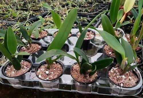 Imagem de Kit 10 Mudas Jovens Orquídea Cattleya Plantas Identificadas