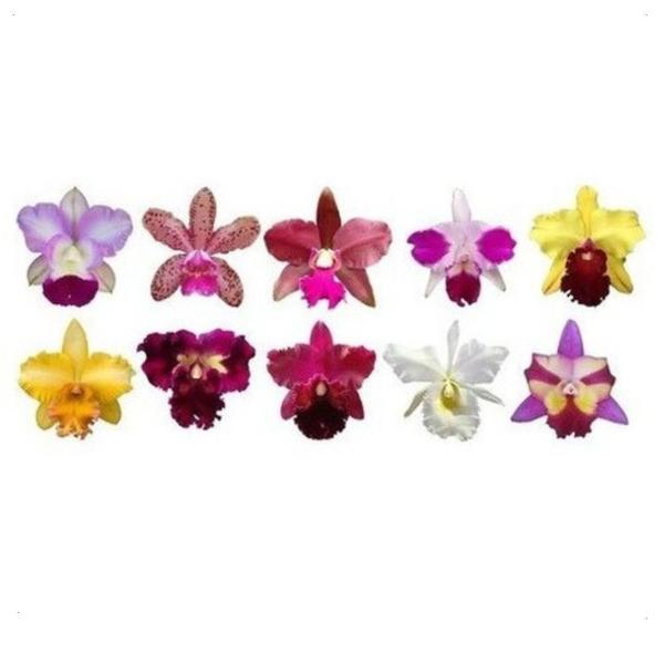 Imagem de Kit 10 Mudas Orquídea Cattleya Identificadas !super 