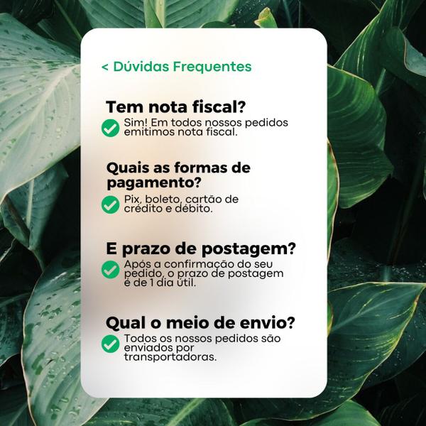 Imagem de Kit 12 Leite Vegetal Castanha e Água 1L - Cajueiro