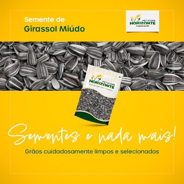 Imagem de Kit 2 Girassol Miúdo - 1kg - Horizonte Pet Store - 100% Puro e Natural Semente Limpa para Pássaros