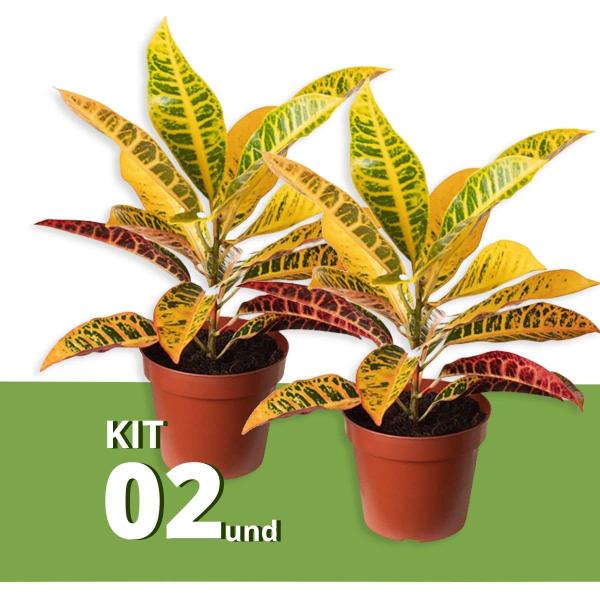 Kit 2 Muda de Cróton Petra Pote 14 Planta Colorida 40cm - Verde Garden Imagem de Kit 2 Muda de Cróton Petra Pote 14 Planta Colorida 40cm