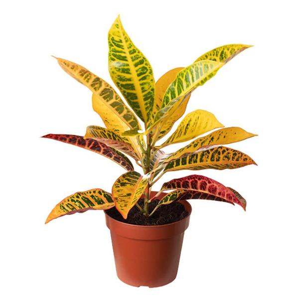 Kit 2 Muda de Cróton Petra Pote 14 Planta Colorida 40cm - Verde Garden Imagem de Kit 2 Muda de Cróton Petra Pote 14 Planta Colorida 40cm
