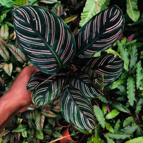 Imagem de Kit 2 Muda Maranta Calathea Ornata Planta Natural 45cm