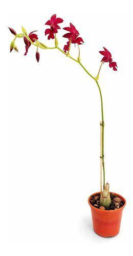 Imagem de Kit 2 Orquídeas Calanthes, Vestita E Gorey Plantas Adultas