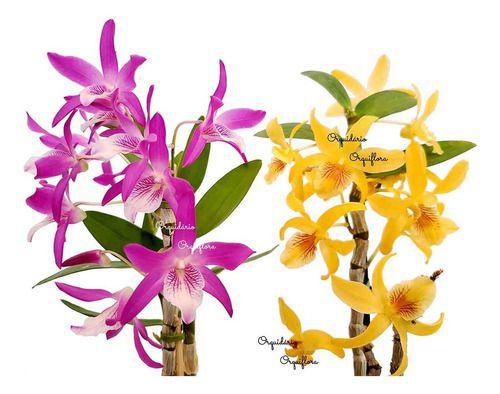 Imagem de Kit 2 Orquídeas Dendrobium Stardust's ! Plantas Adultas !