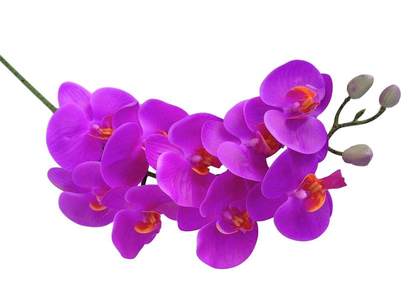 Imagem de Kit 2 orquídeas Pink em silicone Toque Real