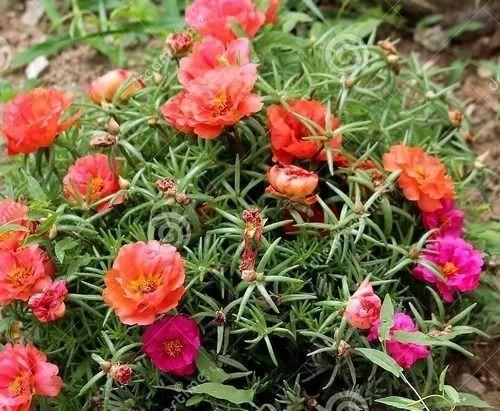 Imagem de Kit 2 Pacotes Sementes Flor Onze Horas Portulacas Dobradas Topseed Jardins