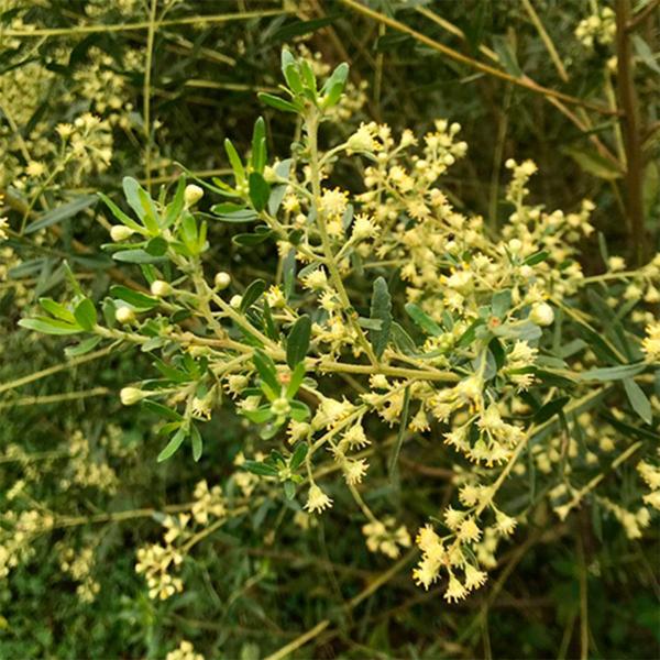 Imagem de Kit 2 pct Chá de Alecrim do Campo-Baccharis dracunculifolia