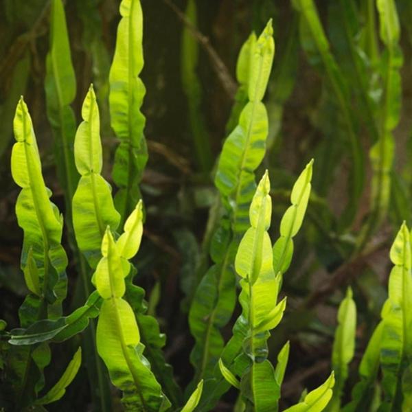 Imagem de Kit 2 pct Chá de Carqueja Amarga - Baccharis genistelloides persoon - 100g