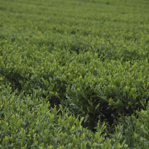 Imagem de Kit 2 pct Chá Verde Importado - Camellia sinensis - 100g