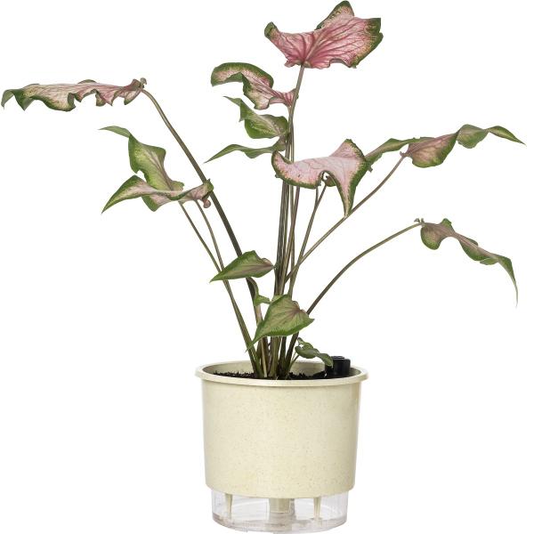 Imagem de Kit 2 Vaso Raiz Auto Irrigável 16x14cm N3 Autoirrigável Médio Plantas Flores Temperos Horta