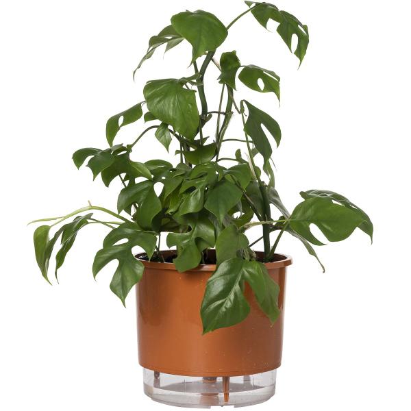 Imagem de Kit 2 Vaso Raiz Auto Irrigável 21x18cm N4 Autoirrigável Grande Plantas Flores Temperos Horta