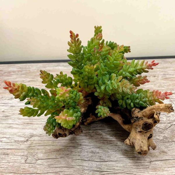Kit 20 Suculentas Sedum Mini Folhagem Artificial Planta Artificial de Qualidade para Sala - DE8903 - Decora Flores Artficiais Imagem de Kit 20 Suculentas Sedum Mini Folhagem Artificial Planta Artificial de Qualidade para Sala - DE8903