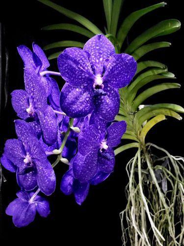 Imagem de Kit 2un Planta Orquidea Vanda Azul Claro E Escuro Flor Jardim Raizes Nuas Desenvasada