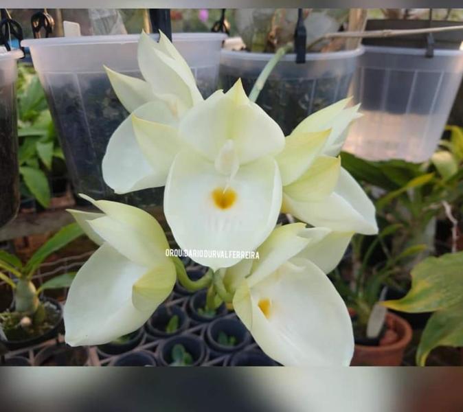 Imagem de Kit 3 Catasetum Pileatum Diferentes - Selecionados R94,00