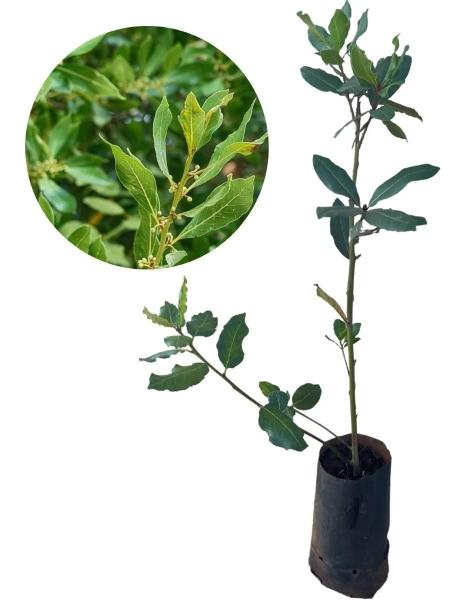 Kit 3 Mudas 1 Cravo Da Índia+1 Canela De Cheiro+ 1 Louro - AMK - Jardinagem e Paisagismo Imagem de Kit 3 Mudas 1 Cravo Da Índia+1 Canela De Cheiro+ 1 Louro