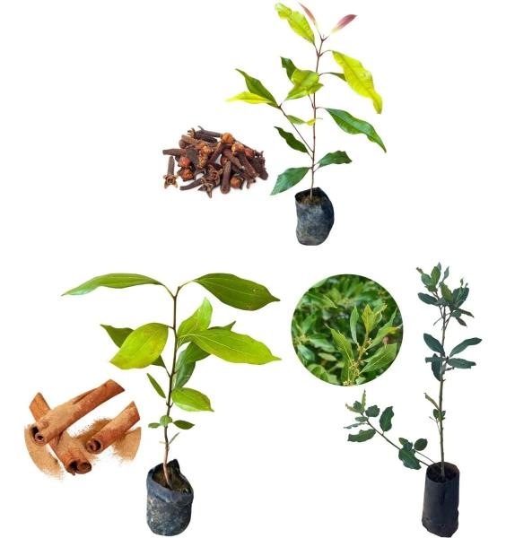 Kit 3 Mudas 1 Cravo Da Índia+1 Canela De Cheiro+ 1 Louro - AMK - Jardinagem e Paisagismo Imagem de Kit 3 Mudas 1 Cravo Da Índia+1 Canela De Cheiro+ 1 Louro