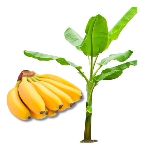 Imagem de Kit 3 Mudas De Banana Maçã Brs Tropical Embrapa Envio Imediato Pronta entrega