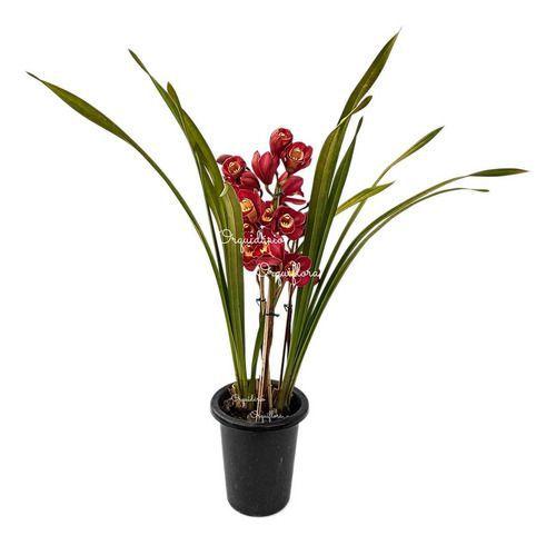 Imagem de Kit 3 Orquídeas Cymbidium Mistas Plantas Adultas