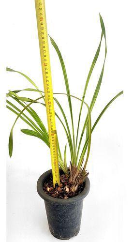 Imagem de Kit 3 Orquídeas Cymbidium Mistas Plantas Adultas