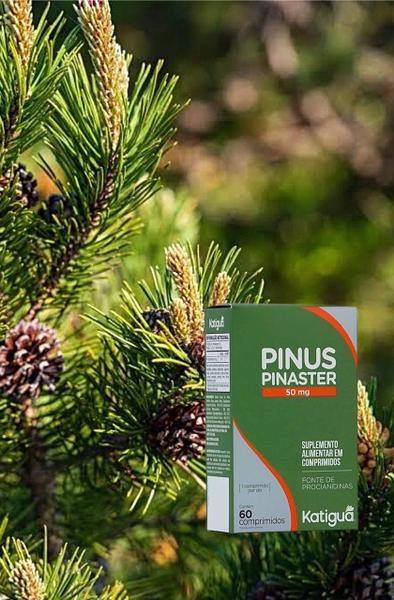 Imagem de Kit 3 Pinus Pinaster 60 Comprimidos - Katigua