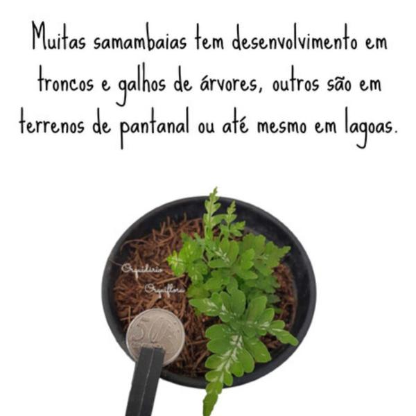 Imagem de Kit 3 Plantas Samambaia Prata - Francesa - Havaiana Planta Natural Para Decoração De Casa Interiores Ambientes Jardinagem