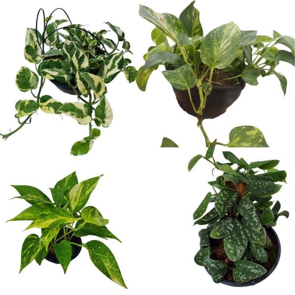 Imagem de Kit 4 Jiboias Plantas Naturais Epripemnum Aureum - Prateada - Verde - Variegata V10