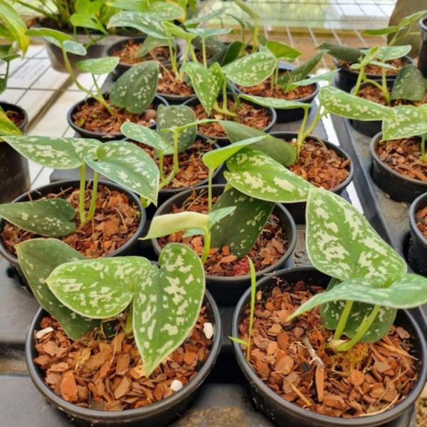 Imagem de Kit 4 Jiboias Plantas Naturais Epripemnum Aureum - Prateada - Verde - Variegata V10