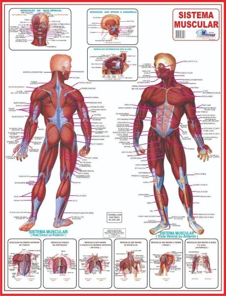 Imagem de Kit 4 Mapa Corpo Humano Muscular Circulatório Esqueletico