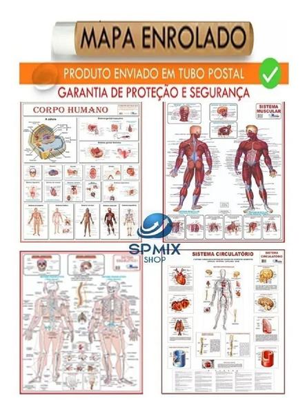 Imagem de Kit 4 Mapa Corpo Humano Muscular Circulatório Esqueletico