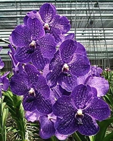 Imagem de Kit - 4 Mudas De Orquídeas Vanda