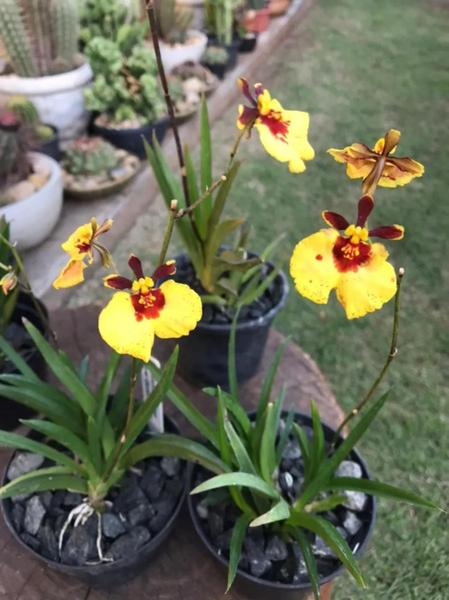 Imagem de Kit 4 Oncidium Equitante Tolumnia Adulta Planta Inteira