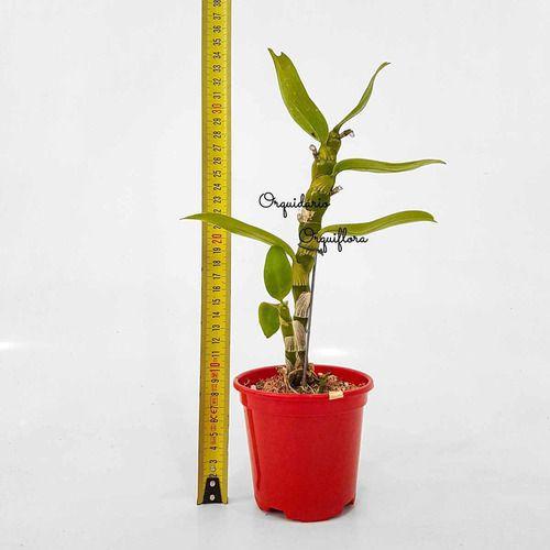 Imagem de Kit 4 Orquídeas Dendrobium Plantas Adultas