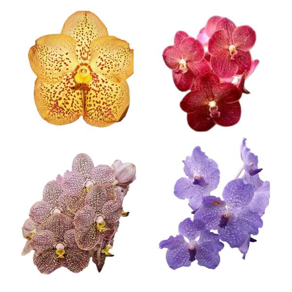 Imagem de Kit - 4 Orquídeas Vanda (vermelha, Amarela, Rosa E Azul)