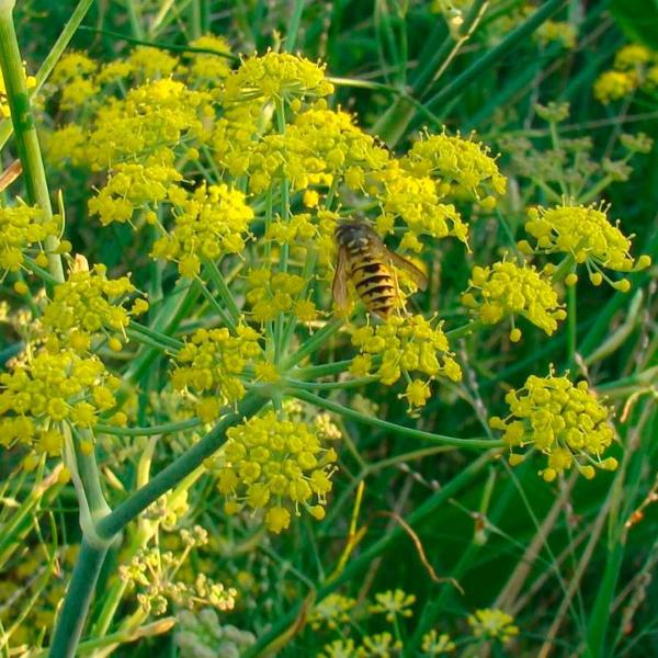 Imagem de Kit 4 Pct Chá De Funcho - Foeniculum Vulgare Miller - 100G