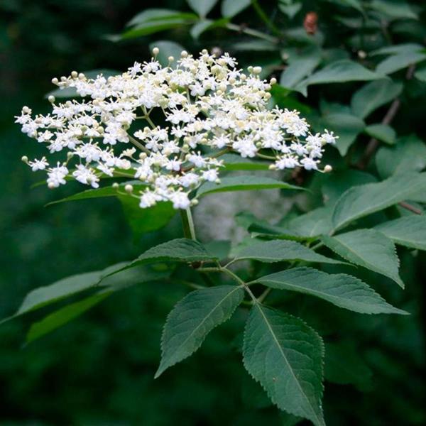 Imagem de Kit 4 Pct Chá De Sabugueiro - Sambucus Nigra - L. 50G Cada