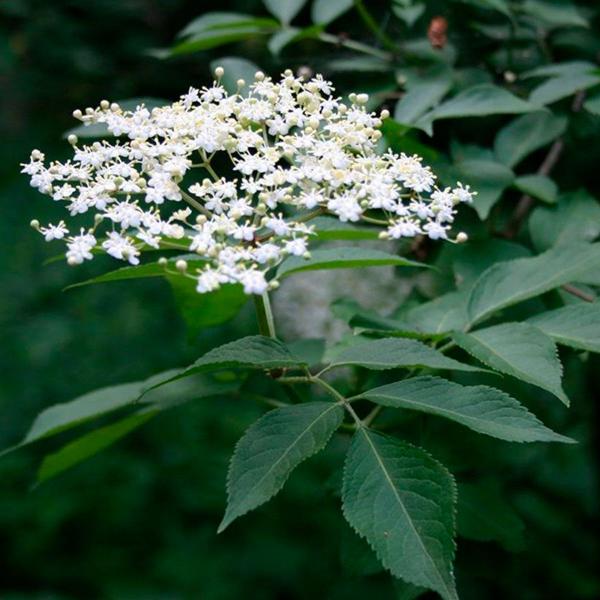 Kit 4 pct Chá de Sabugueiro - Sambucus Nigra - L. 50g cada - Rocha Saúde Imagem de Kit 4 pct Chá de Sabugueiro - Sambucus Nigra - L. 50g cada