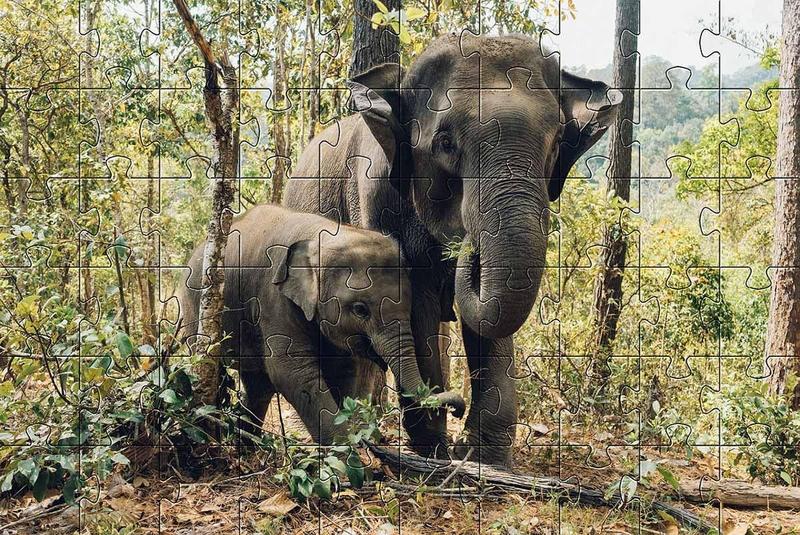 Imagem de Kit 4 Quebra-Cabeças Atividades Animais Da Floresta 60 Peças