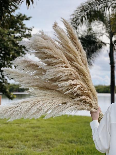 Imagem de Kit 5 Capim dos pampas pampa plumas grande cheio natural