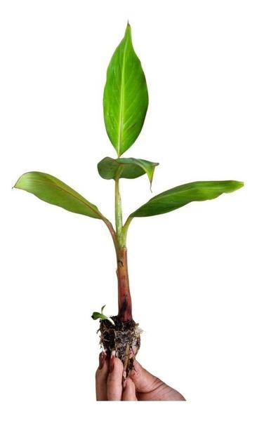 Kit 5 Mudas De Banana Maçã, Prata Ou Nanica + 5 Adubos Envio Imediato Pronta entrega - BVMUDAS Imagem de Kit 5 Mudas De Banana Maçã, Prata Ou Nanica + 5 Adubos Envio Imediato Pronta entrega