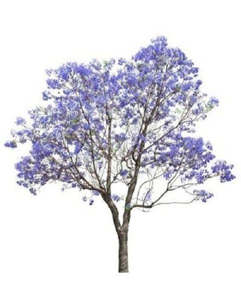 Imagem de Kit 5 Mudas De Jacarandá Mimoso