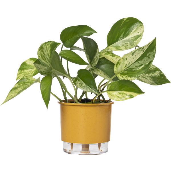 Imagem de Kit 5 Vaso Raiz Auto Irrigável 12x11cm N2 Autoirrigável Pequeno Plantas Flores