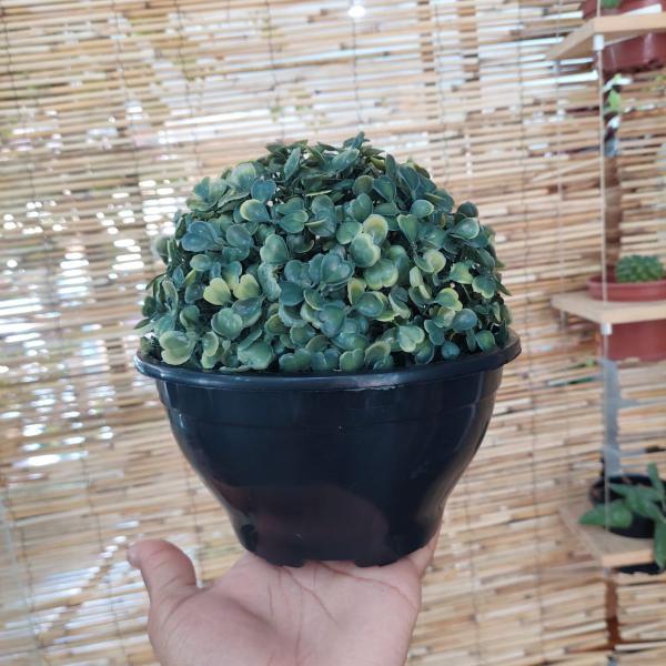 Imagem de Kit 50 Vasos Cuia 18 Para Plantas E Orquídeas Novos