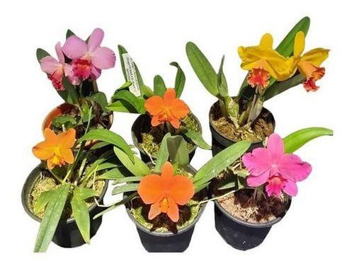 Imagem de Kit 6 Mini Orquídeas Plantas Cattleyas Sophonites E Híbridos De Sophonites Desenvasadas Raizes Nuas