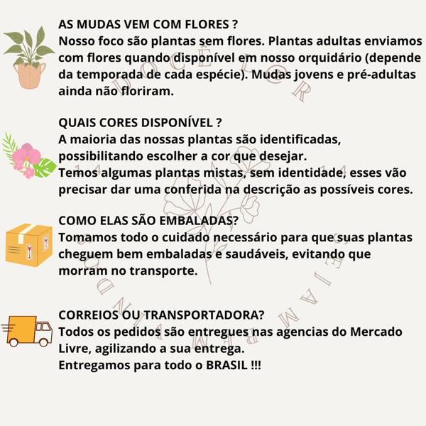 Kit 6 Orquideas Catleya Com Flor Variadas - docel@r Imagem de Kit 6 Orquideas Catleya Com Flor Variadas
