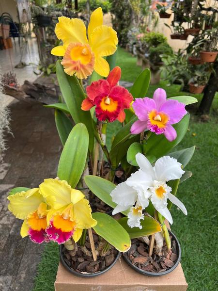 Kit 6 Orquideas Catleya Com Flor Variadas - docel@r Imagem de Kit 6 Orquideas Catleya Com Flor Variadas