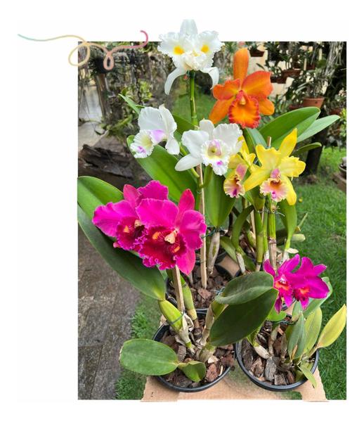 Kit 6 Orquideas Catleya Com Flor Variadas - docel@r Imagem de Kit 6 Orquideas Catleya Com Flor Variadas