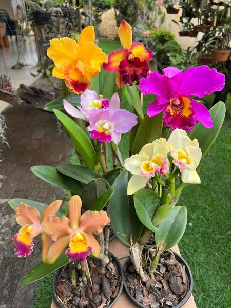 Kit 6 Orquideas Catleya Com Flor Variadas - docel@r Imagem de Kit 6 Orquideas Catleya Com Flor Variadas