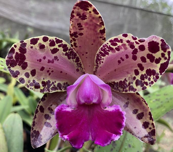 Imagem de Kit - 6 Orquídeas Cattleya Adultas